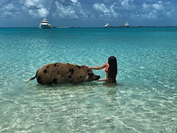 Alexa with pig